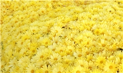 یازدهمین جشنواره گل‌های داوودی در محلات برگزار می‌شود