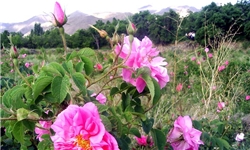 امسال 1600 تن گل محمدی از باغات اسکو استحصال می‌شود