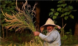 پیش‌بینی برداشت بیش از 2 هزار تن برنج در بروجرد