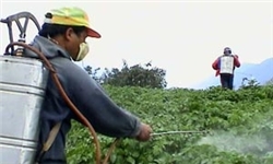 مبارزه بیولوژیک علیه آفات گوجه‌فرنگی و ذرت در دزفول