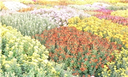 صادرات گل و گیاه مازندران به 2.5 میلیون دلار رسید