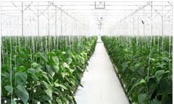 تولید 9 هزار تن محصول گلخانه‌ای در جم