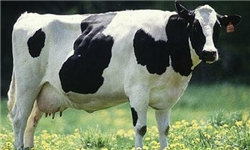 احداث واحد دامداری گاو شیری با ظرفیت 3 هزار رأس