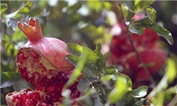 توسعه باغات هدف اصلی جهاد کشاورزی کرمانشاه است