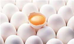 400 کیلوگرم تخم مرغ غیر بهداشتی در کنگان معدوم شد