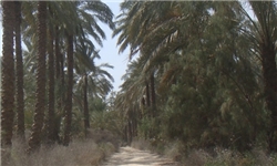27 هزار هکتار از اراضی دشتستان زیر کشت نخیلات است