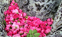 گل‌های محمدی میمند به کاشان فرستاده می‌شوند