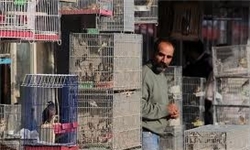 اجرای طرح تنظیم بازار فومن در اربعین حسینی