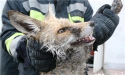 15 میلیون ریال جزای نقدی برای شکارچیان روباه در قزوین