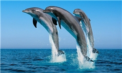 پروژه حفاظت از دلفین‌های خلیج فارس اجرا می‌شود