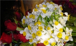 عرضه گیاهان زینتی درون شیشه‌ای قشم در نمایشگاه بین‌المللی تهران