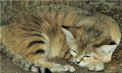 انتقال لاشه یکی از نادرترین گربه‌سانان کشور به حفاظت محیط زیست قوچان