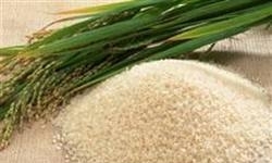 قیمت برنج در خوزستان 8 درصد افزایش یافت