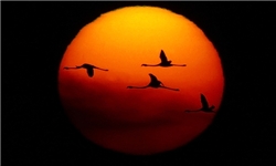 ورود پرندگان زمستان‌گذران به تالاب بین‌المللی میانکاله