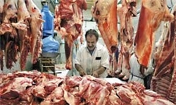 بیش از 3500 کیلوگرم انواع گوشت قرمز و سفید فاسد کشف و معدوم شد