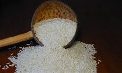 آغاز برداشت محصول برنج در شهرستان میاندرود