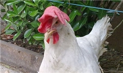تولید مرغ بدون آنتی‌بیوتیک در جهرم