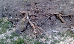 دو شهروند یزدی 29 اصله درخت کاج را به آتش کشیدند