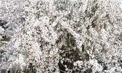 قمصری: کاشان با گل‌های بادام سفیدپوش شد