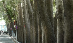 جابه‌جایی 2000 درخت 15 ساله در پروژه غیر هم‌سطح اتوبان شهید کشوری