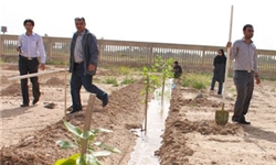 غرس 3 هزار اصله نهال به مناسبت روز درختکاری