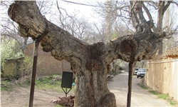 درختان با عمر 700 ساله میزبان مسافران در نهبندان
