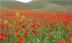 نوروز و آداب و رسوم آن در ولایت «سغد» تاجیکستان+ تصاویر