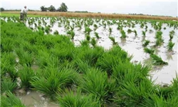اجرای طرح سازگاری ارقام اصلاح شده برنج در شالیزارهای چهارمحال و بختیاری