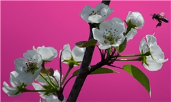 جشنواره شکوفه‌های بهار نارنج در رامسر برگزار می‌شود