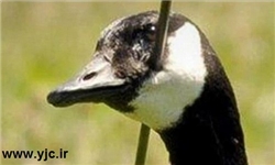9 گونه پرنده نایاب خوزستان در معرض خطر انقراض هستند‌