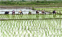 شامات پارس‌آباد برنج مرغوب عمل‌آوری می‌کند