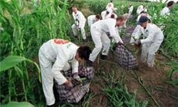 کشاورزی دانش‌بنیان در مازندران ترویج شود
