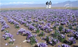 کشت 70 هکتار زعفران در مزارع کوهبنان
