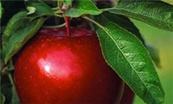 برداشت 138 هزار تن سیب از باغات زنجان