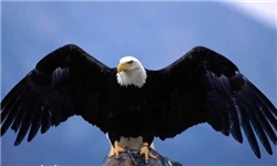 آتش‌نشانان سیرجانی عقاب شوکه را نجات دادند