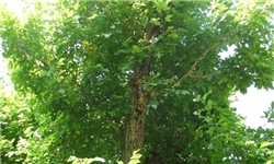 درخت گردوی کهن‏سال تویه دامغان ثبت ملی شد