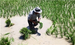 کشت برنج در 6 هزار هکتار اراضی شوش / تأمین آب شالیزارها در ابهام