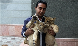 پیگرد قانونی تخلف باغ‌ وحش مشهد در ارتباط با توله‌های شیر و خرس‌