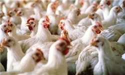 تولید سالانه 36 هزار تن مرغ در کردستان
