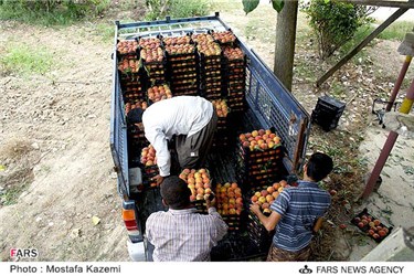 برداشت هلو در شهرستان نکا استان مازندران