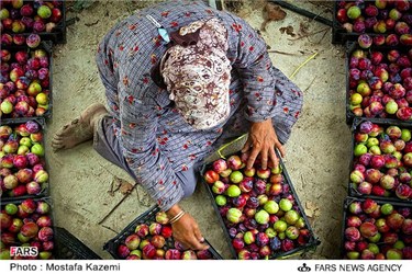 برداشت شلیل در شهرستان نکا استان مازندران