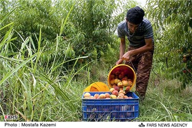 برداشت هلو در شهرستان نکا استان مازندران