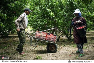 برداشت هلو در شهرستان نکا استان مازندران