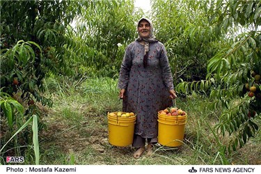 برداشت هلو در شهرستان نکا استان مازندران