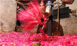 عطر گل و گلاب برزک در پایتخت می‌پیچد