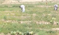 برداشت محصول از 700 هکتار مزارع جالیزی در سمنان