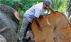 منابع طبیعی مسئول قطع درخت 830 ساله ساری نیست