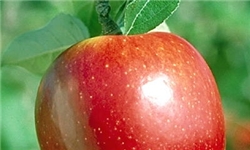سیب در رتبه دوم کالای صادراتی آذربایجان‌غربی