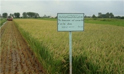 رشد 4 برابری برداشت دوباره برنج از یک نشا در میاندرود