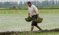 وجود بیش از 1.2 میلیون خانوار بیمه شده در میان کشاورزان